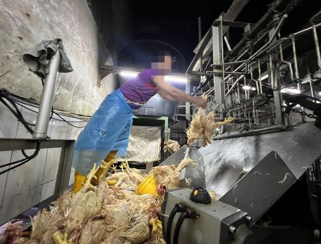 JIM, JAIS gempur enam pusat sembelih ayam di Pasar Borong Selayang