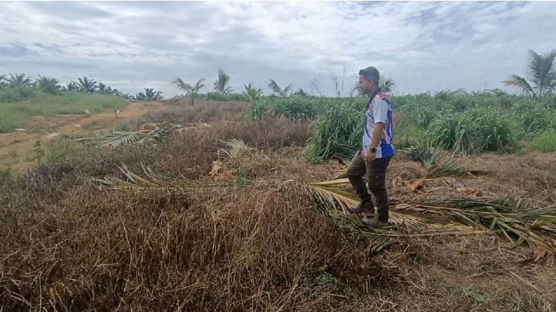 Serangan gajah sejak Oktober 2024 jejas 35 hektar tanaman kelapa, rugi cecah RM1.8 juta