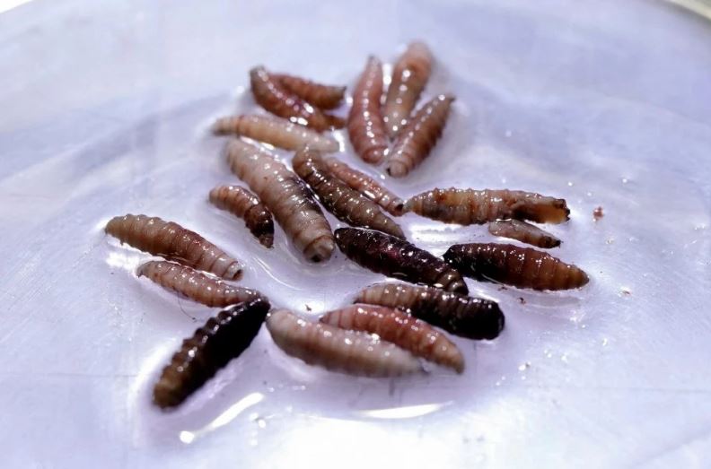 Kes baharu jangkitan ‘screwworm’ pada manusia di dikesan di AS