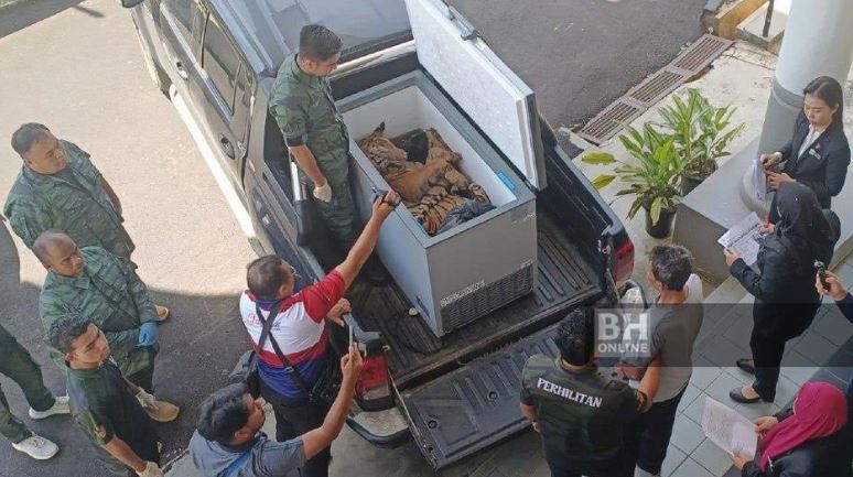 Tiga dipenjara 7 tahun, denda RM250,000 simpan bangkai harimau belang tanpa permit