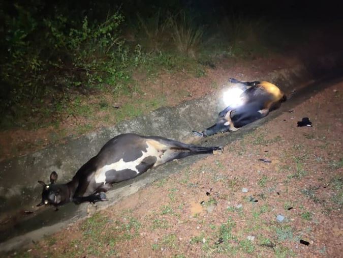 Bayi 11 bulan maut, kereta langgar sekumpulan lembu