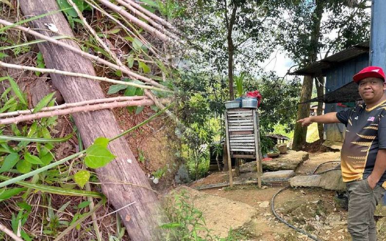 Penduduk Pos Bihai bimbang gajah liar, harimau belang berkeliaran sekitar kampung