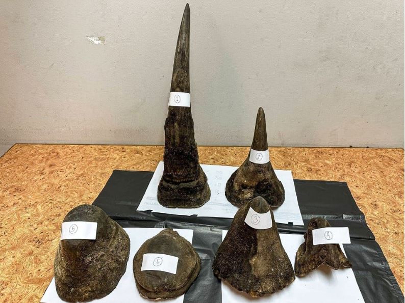 Lelaki ditahan di Thailand seludup tanduk badak sumbu dalam daging