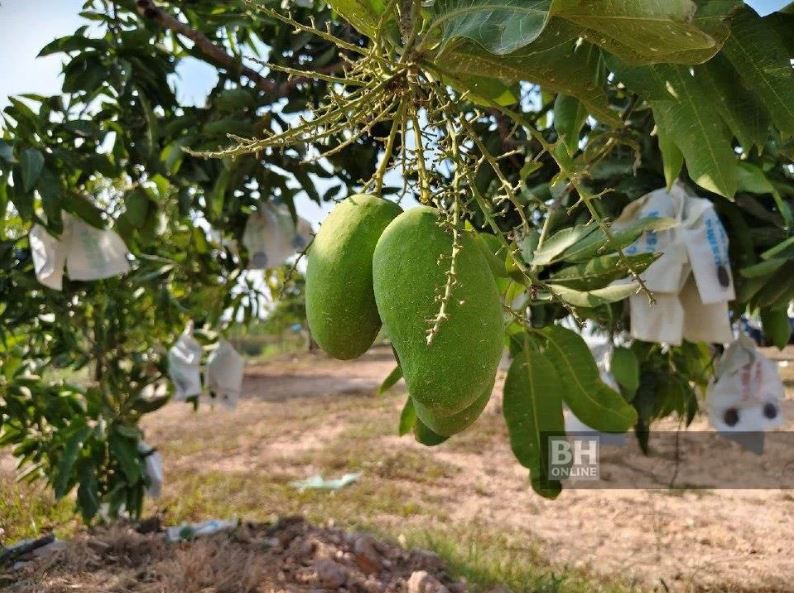 Cuaca panas beri rahmat, harumanis lebih manis, berkualiti