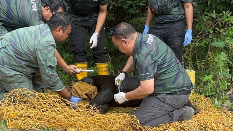 Penduduk lega beruang masuk perangkap