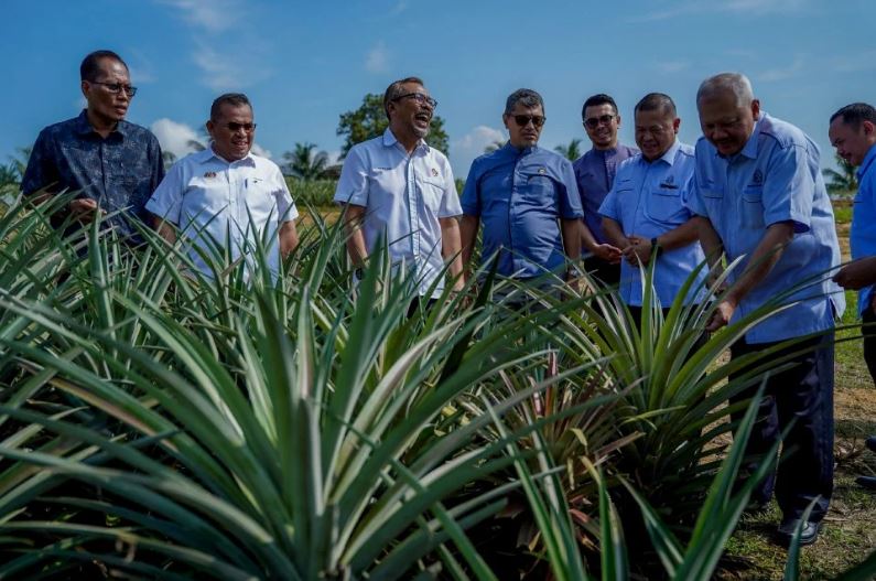 LPNM perkenal mesin silaj hasilkan produk daripada sisa pokok nanas