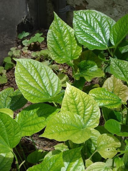 Kajian UKM temui potensi daun kaduk bantu kawal hipertensi