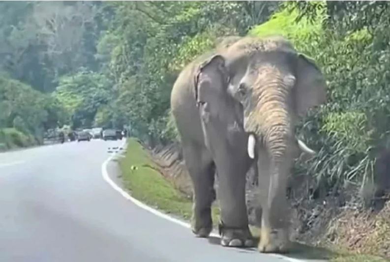 Gajah Sulong Chalil dipindahkan ke Taman Negara Terengganu