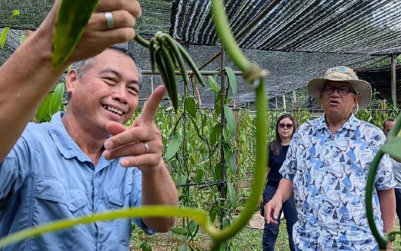Penanaman vanila wujudkan peluang ekonomi baharu agropelancongan di Kiulu